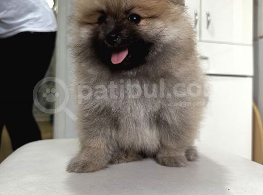 Anne Baba Secereli Boo Pomeranian Irk Garantili görsel