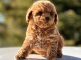 Mi̇ni̇ Toy Poodle Bebekler