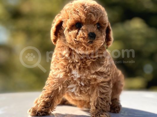 Mi̇ni̇ Toy Poodle Bebekler görsel