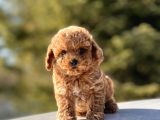 Mi̇ni̇ Toy Poodle Bebekler