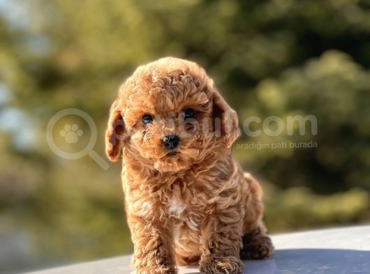 Mi̇ni̇ Toy Poodle Bebekler