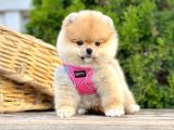 Teddy Face Boo Pomeranian Yavrular