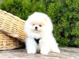 Süper Kali̇te Pomerani̇an Boo Yavrularimiz Gelmi̇şti̇r