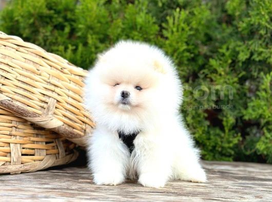 Süper Kali̇te Pomerani̇an Boo Yavrularimiz Gelmi̇şti̇r görsel