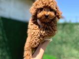 Red Toy Poodle Bebekler
