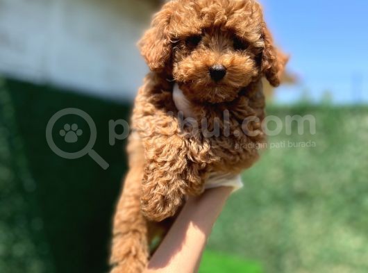 Red Toy Poodle Bebekler görsel