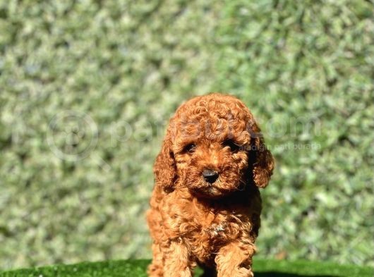 Irkinin En Güzel Toy Poodle Bebekleri̇ görsel