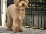 En. Nadir Irk Amerikan Gen Özel Goldendoodle