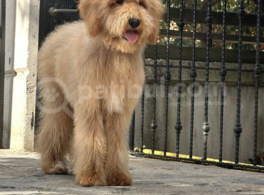 En. Nadir Irk Amerikan Gen Özel Goldendoodle görsel