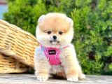 Teddy Face Boo Pomeranian Yavrular