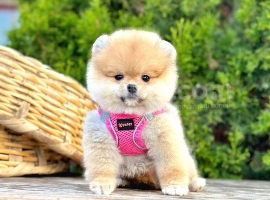 Teddy Face Boo Pomeranian Yavrular görsel