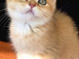 A Kalite Bri̇ti̇sh Shorthai̇r Golden  Yavrular
