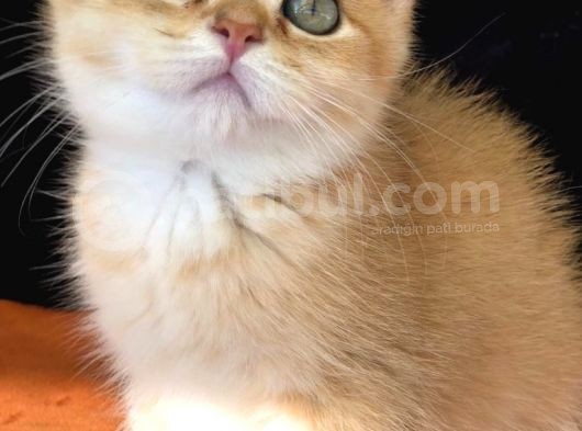 A Kalite Bri̇ti̇sh Shorthai̇r Golden  Yavrular görsel
