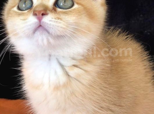 A Kalite Bri̇ti̇sh Shorthai̇r Golden  Yavrular