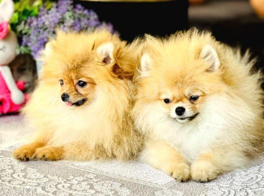 Bi̇r Bi̇ri̇nden  Güzel Yavru Köpekler