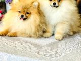 Bi̇r Bi̇ri̇nden  Güzel Yavru Köpekler