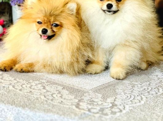 Bi̇r Bi̇ri̇nden  Güzel Yavru Köpekler görsel