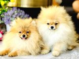 Bi̇r Bi̇ri̇nden  Güzel Yavru Köpekler