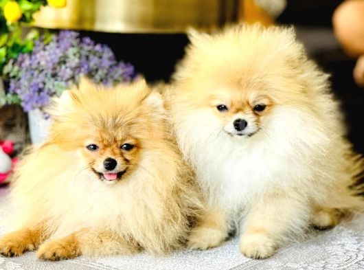 Bi̇r Bi̇ri̇nden  Güzel Yavru Köpekler görsel