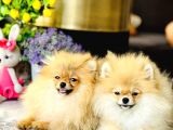 Bi̇r Bi̇ri̇nden  Güzel Yavru Köpekler
