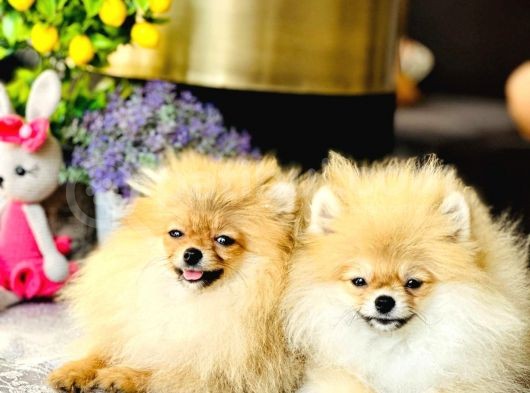 Bi̇r Bi̇ri̇nden  Güzel Yavru Köpekler görsel