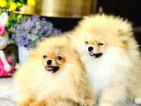 Bi̇r Bi̇ri̇nden  Güzel Yavru Köpekler