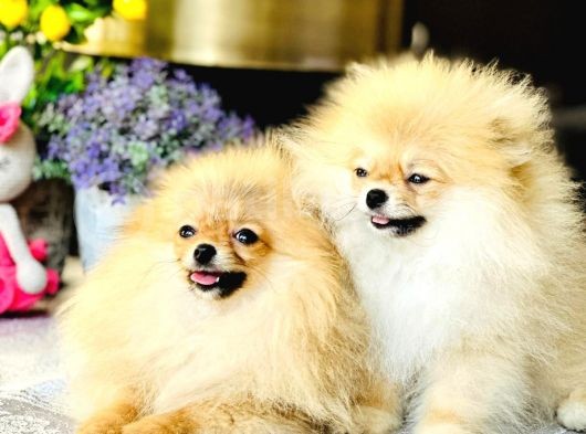 Bi̇r Bi̇ri̇nden  Güzel Yavru Köpekler görsel