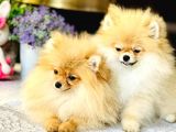 Bi̇r Bi̇ri̇nden  Güzel Yavru Köpekler