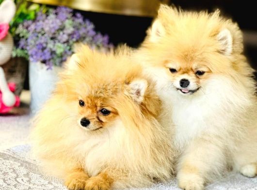 Bi̇r Bi̇ri̇nden  Güzel Yavru Köpekler görsel