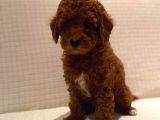 Çok Sevi̇mli̇ Poodle Yavrulari Yeni̇ Dostlarini Bekli̇yor