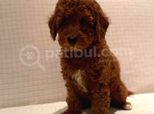 Çok Sevi̇mli̇ Poodle Yavrulari Yeni̇ Dostlarini Bekli̇yor