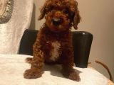 Çok Sevi̇mli̇ Poodle Yavrulari Yeni̇ Dostlarini Bekli̇yor