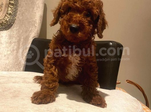 Çok Sevi̇mli̇ Poodle Yavrulari Yeni̇ Dostlarini Bekli̇yor görsel