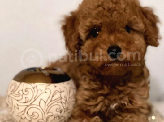 Çok Sevi̇mli̇ Poodle Yavrulari Yeni̇ Dostlarini Bekli̇yor görsel