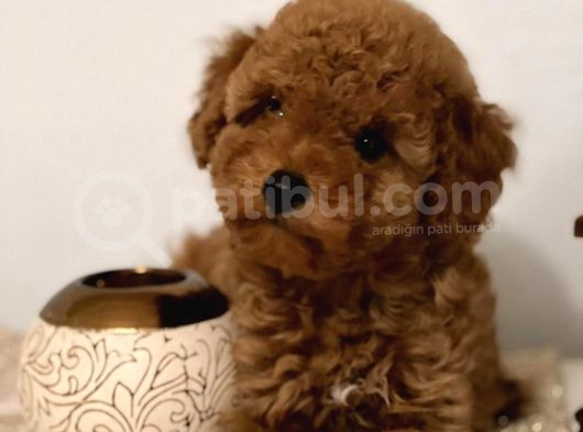 Çok Sevi̇mli̇ Poodle Yavrulari Yeni̇ Dostlarini Bekli̇yor görsel