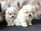 Tea Cup Maltese Terri̇er Yavrulari Orji̇nal