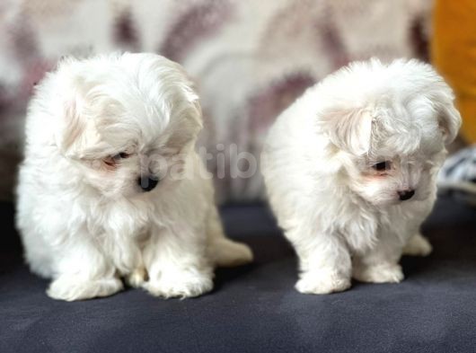 Tea Cup Maltese Terri̇er Yavrulari Orji̇nal görsel