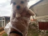 Dişi Ve Erkek Sıfır Numara Maltese Yavrularımız
