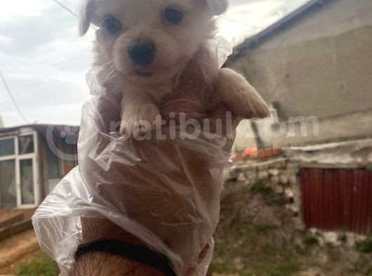 Dişi Ve Erkek Sıfır Numara Maltese Yavrularımız görsel