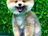 İstanbul'Da Elden Teslim Pomeranian Boo Yavrularımız