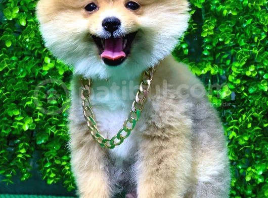 İstanbul'Da Elden Teslim Pomeranian Boo Yavrularımız görsel