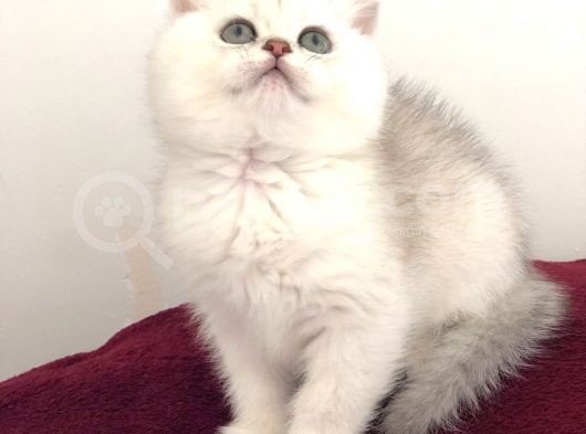 A Kalite Bri̇ti̇sh Shorthai̇r Golden  Yavrular görsel