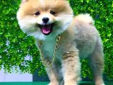 İstanbul'Da Elden Teslim Pomeranian Boo Yavrularımız