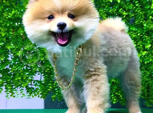 İstanbul'Da Elden Teslim Pomeranian Boo Yavrularımız görsel