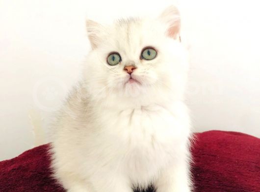 A Kalite Bri̇ti̇sh Shorthai̇r Golden  Yavrular görsel