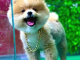 İstanbul'Da Elden Teslim Pomeranian Boo Yavrularımız