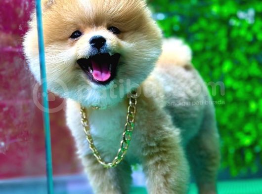 İstanbul'Da Elden Teslim Pomeranian Boo Yavrularımız görsel