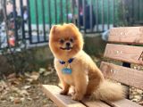 Yakışıklı Pomeranian Boo Yetişkin Evlatlarım