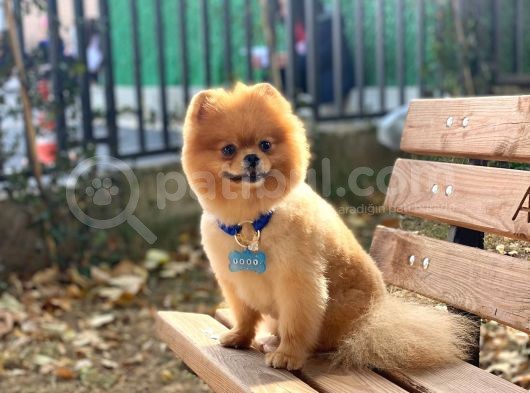 Yakışıklı Pomeranian Boo Yetişkin Evlatlarım görsel