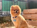 Yakışıklı Pomeranian Boo Yetişkin Evlatlarım
